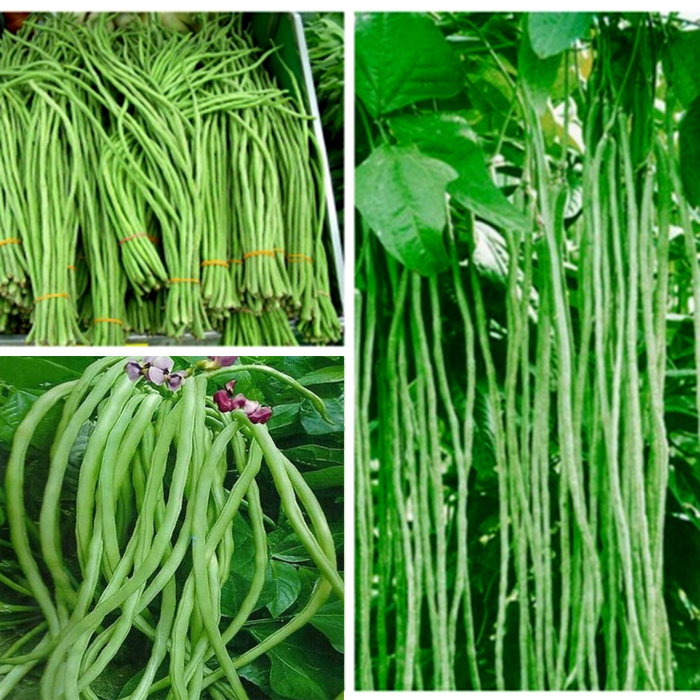 Hạt Giống Đậu Đũa Cao Sản YL107 - Gói 100Gr