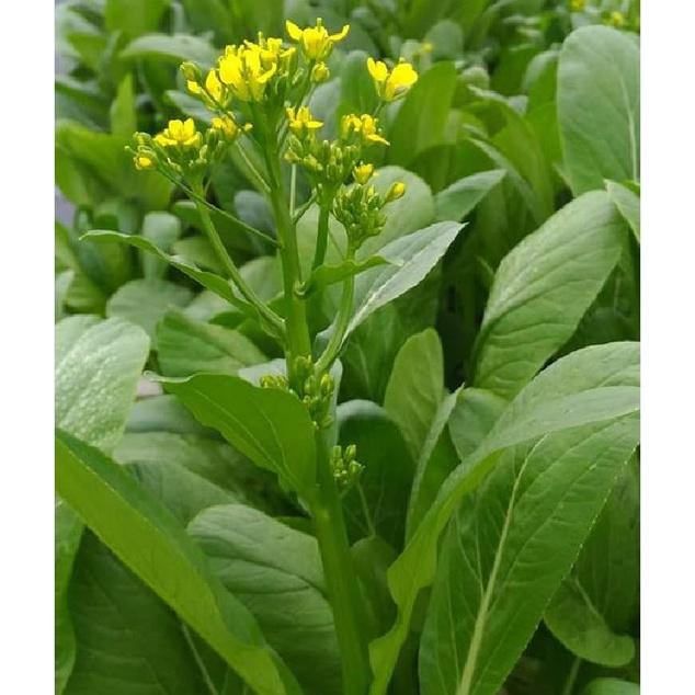 Hạt giống rau Cải ngồng xanh dể trồng f1 -gói 20gram-tặng kèm gói phân bón lót