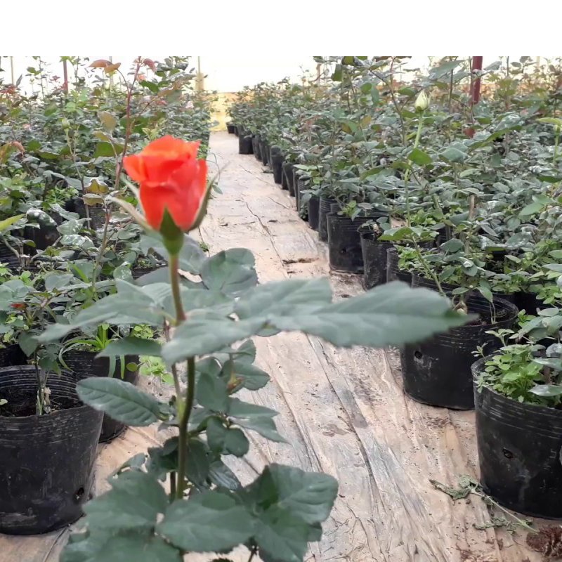300 Chậu nhựa C9 21.5x17.5cm trồng cây ăn trái và hoa,bền 10 năm -77122