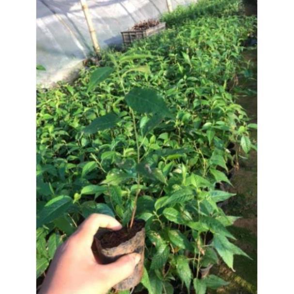 Cây giống HOA ANH ĐÀO