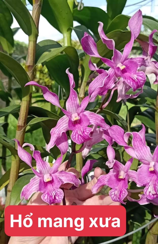 Cây hoa lan Denro HỔ MANG XƯA