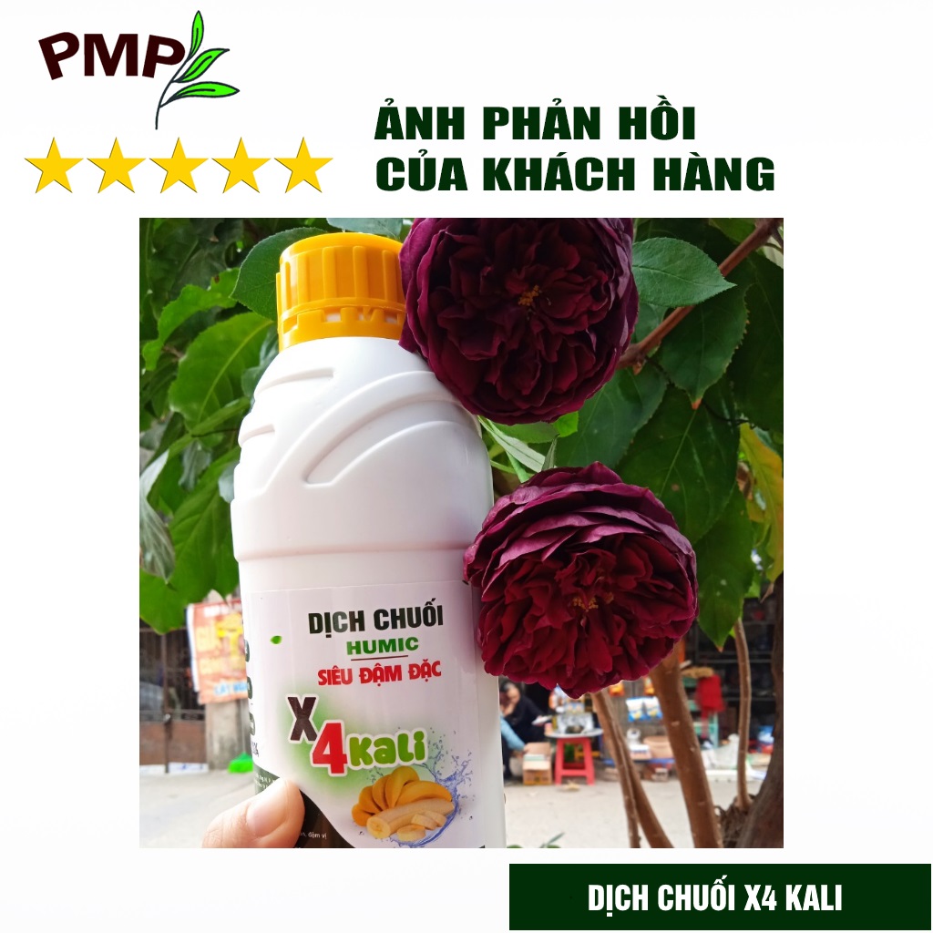 Dịch Chuối Humic X4 PMP Đậm Đặc Gấp 4 Lần - Cho hoa hồng, Hoa lan, Cây cảnh, Rau sạch 1000ml