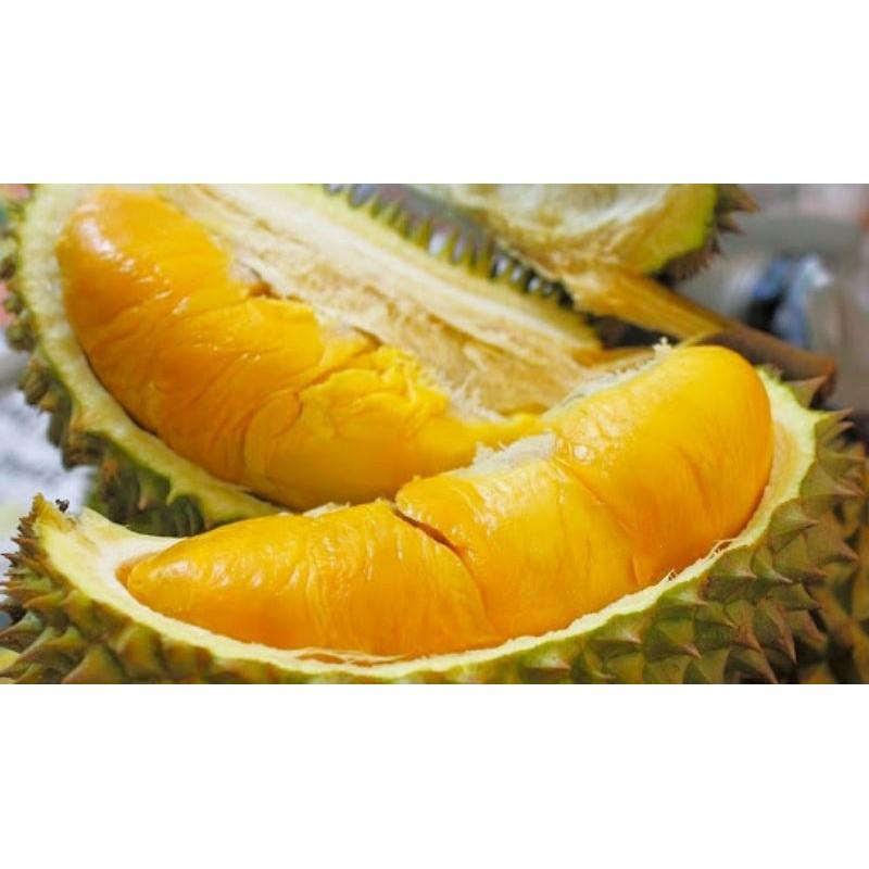Cây giống sầu riêng ri6 siêu sớm