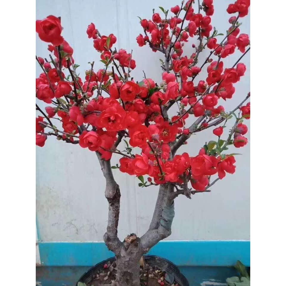 Mai Đỏ bonsai TỨ QUÝ CHẬU HOA QUANH NĂM SIÊU ĐẸP
