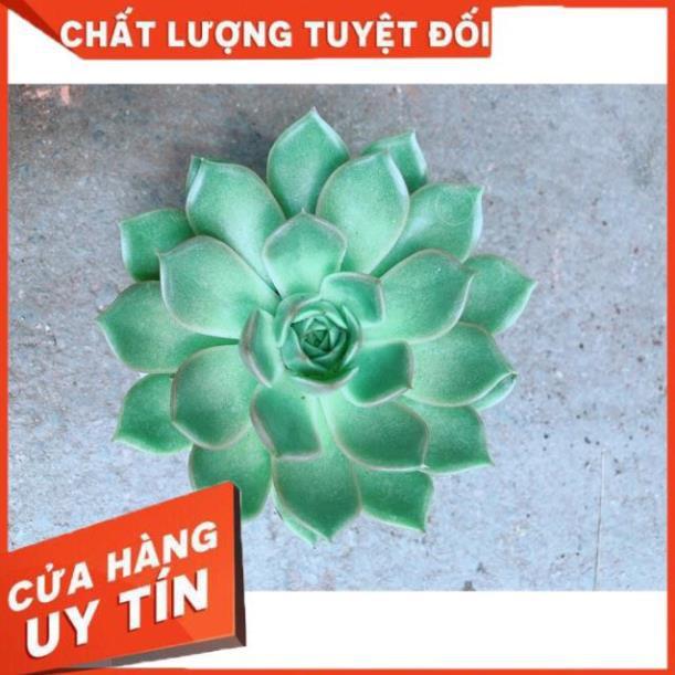 Sen Đá Xanh Cánh Cứng