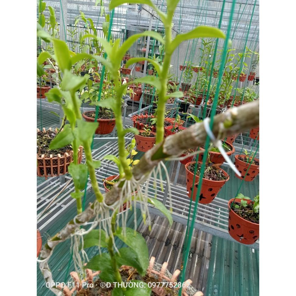 Sản Phẩm Hoa lan phi điệp Mít phân nhánh Chùa Hương