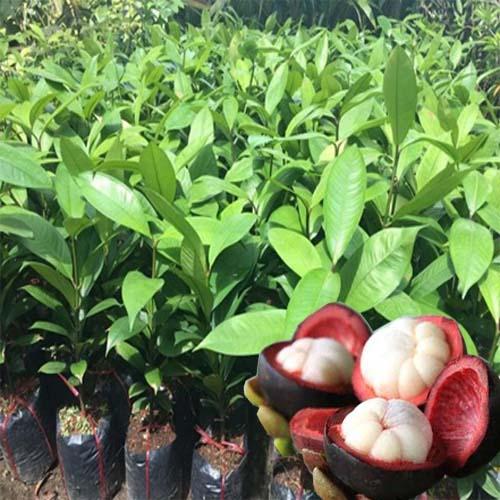 Cây MĂNG CỤT, cây măng cụt cấy mô cho quả sớm