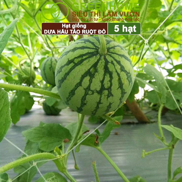 Hạt Giống Dưa Hấu Táo Ruột Đỏ Greenhome, Gói 5 Hạt, Dễ Trồng Quanh Năm, Nảy Mầm Cao, T23