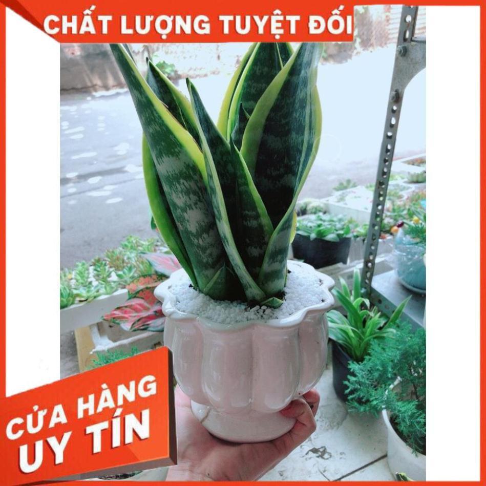 Chậu Lưỡi Hổ Để Bàn Làm Việc