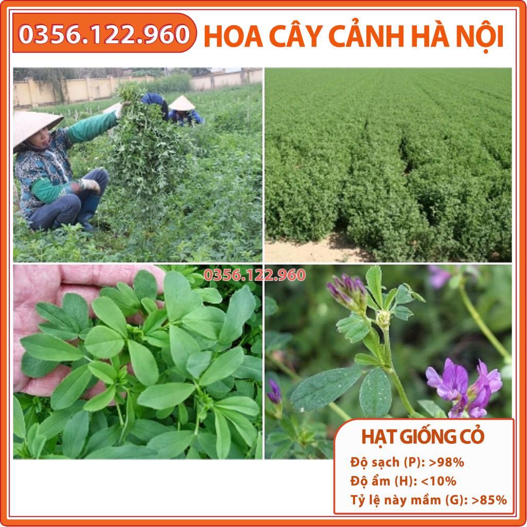 GIỐNG CỎ LINH LĂNG ALFALFA - SIÊU DINH DƯỠNG - THỨC ĂN GIA SÚC - gói 500g