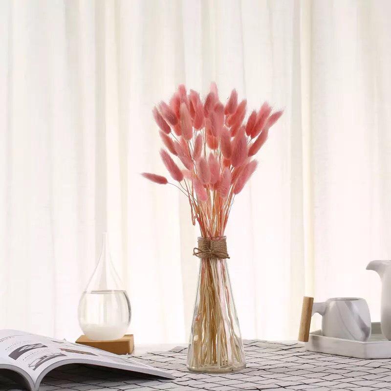 Cỏ Đuôi Thỏ - Cỏ Lau Mỹ Chụp Ảnh Decor Tuyệt Đẹp Set 10 Bông Hoa Khô Trang Trí Nhà Cửa