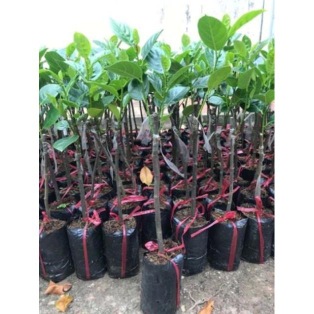 Mít không hạt cam kết chất lượng