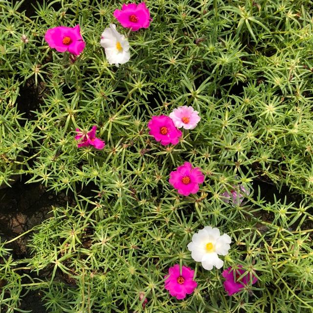Cây hoa mười giờ mỹ bông đơn cực to cực đẹp mix 3 màu hồng trắng cây cao 15-20cm nhiều ngọn cực sum suê