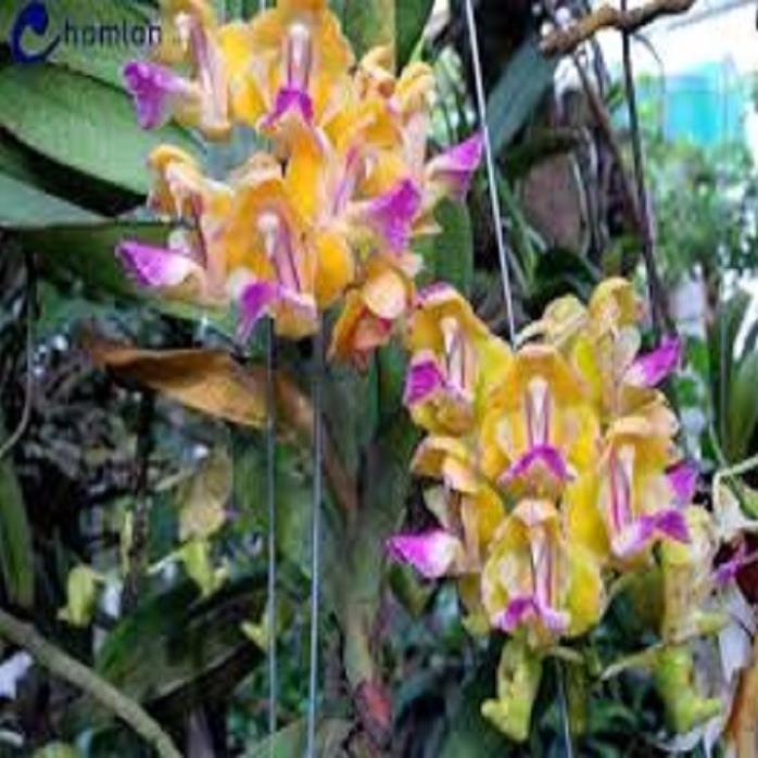Hoa lan giáng hương hoàng nhạn tháng 4