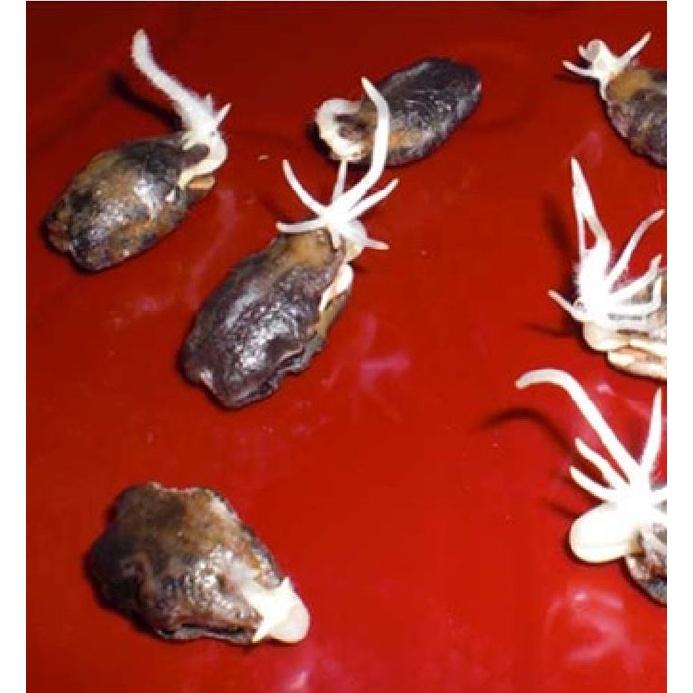 Hạt giống mướp rắn siêu dài -gói 5 hạt/tặng kèm gói phân bón lót