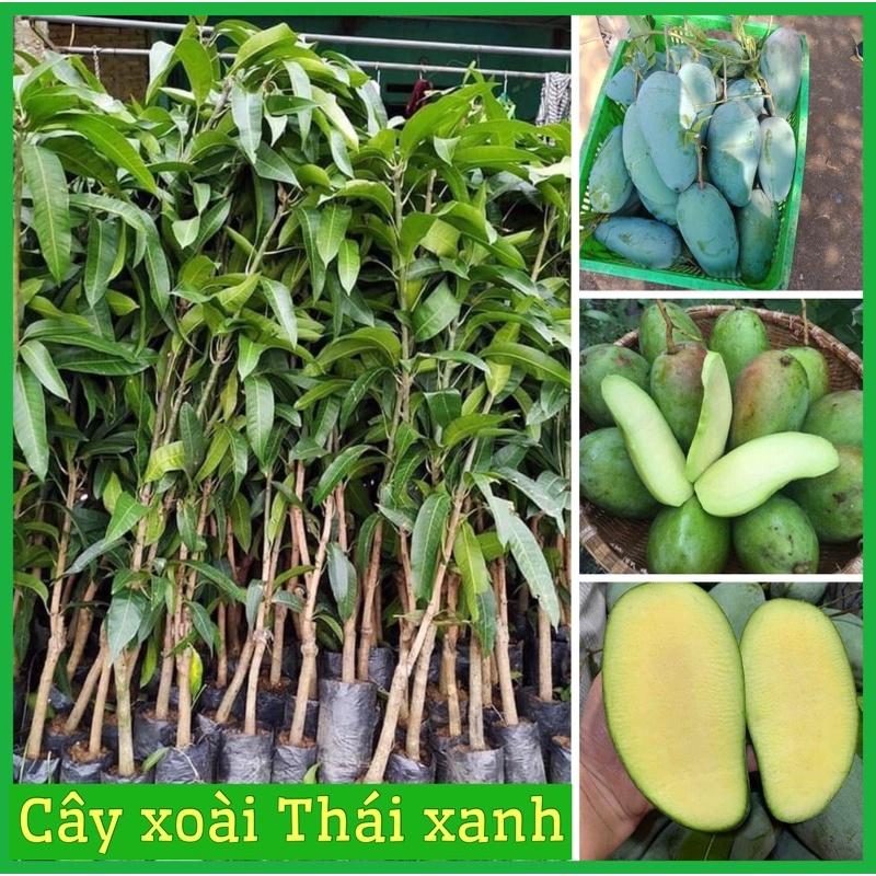 Cây xoài Thái giòn ngọt hạt lép cao 60-90cm