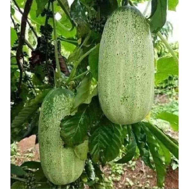 Hạt giống dưa chuột mèo đặc sản Tây Bắc