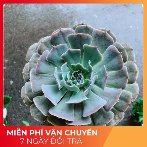 Chậu Sen Đá Bắp Cải Tím Size Đại