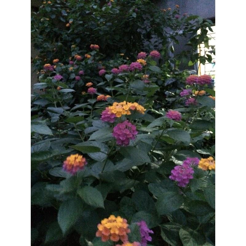 Cây hoa ngũ sắc vàng- cây giống