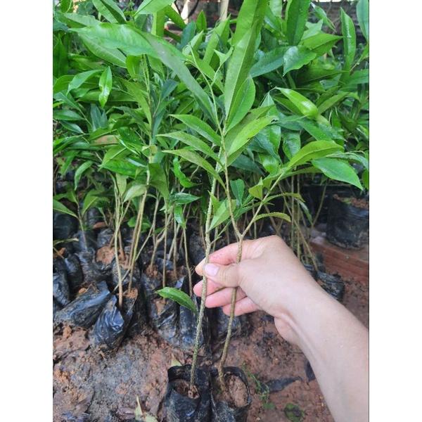 Com bo 10 cây giống trầm hương