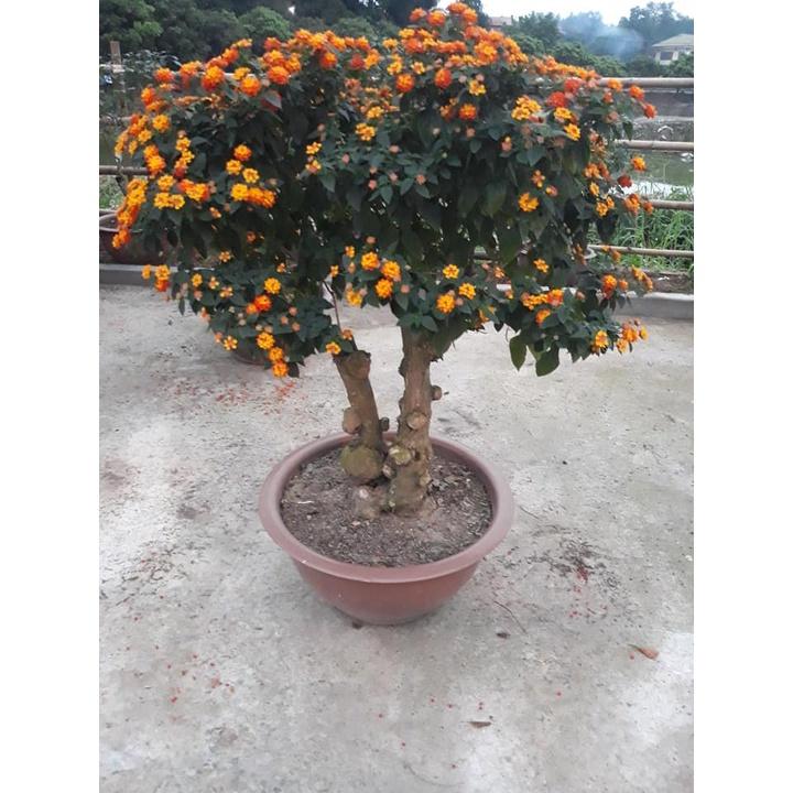 Hạt Giốn Hoa Ngũ Sắc Nhiều Màu - Gói 20 hạt