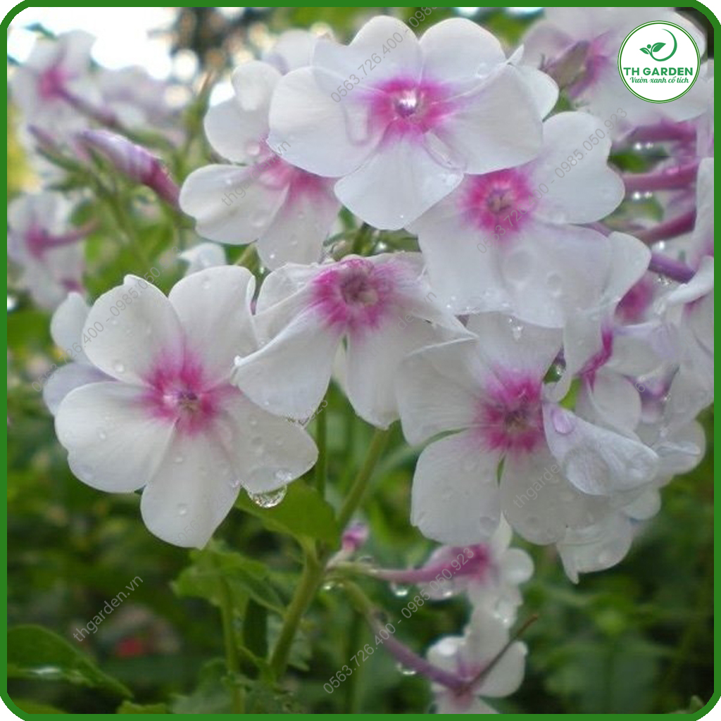 Hạt Giống Hoa Thanh Trúc Mix Nhiều Màu TH Garden - Siêu Đẹp Tuổi Thọ Cao, Hạt Giống Dễ Trồng Dễ Chăm Sóc, Hoa Thơm, Bền Màu, Lâu Tàn