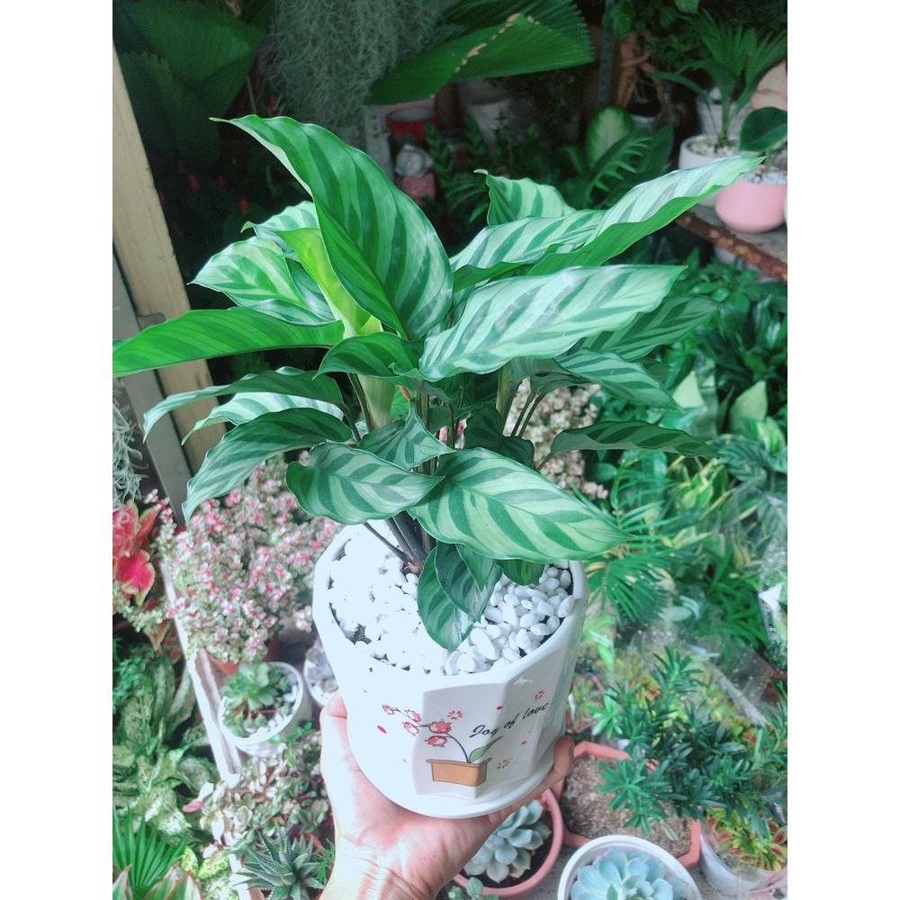 Chậu Cây Hồng Môn