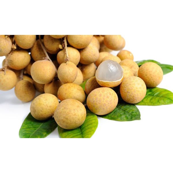 Cây giống nhãn không hạt Thái Lan