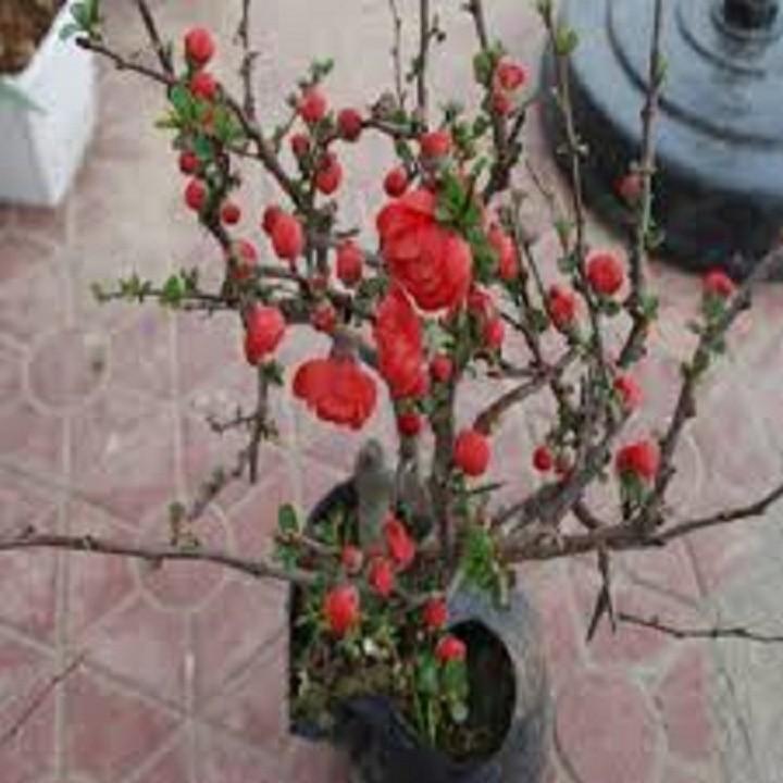 Mai Đỏ bonsai TỨ QUÝ CHẬU HOA QUANH NĂM SIÊU ĐẸP