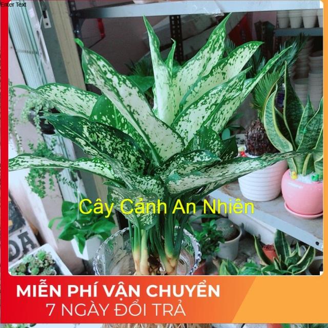 Chậu ngọc ngân thuỷ sinh