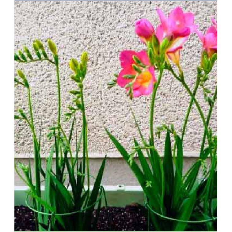 Củ giống hoa lan nam phi hoa màu hồng
