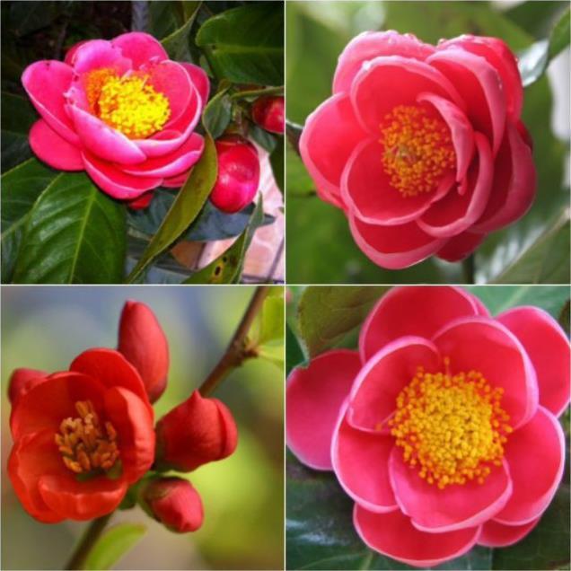 HOA HẢI ĐƯỜNG ĐỎ - BẦU CÂY SIZE LỚN + Tặng 01 cây dâu da đất