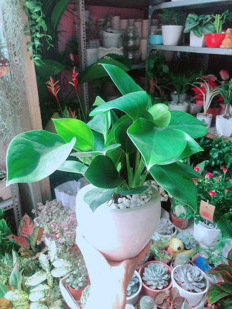 Chậu Trầu Bà Đế Vương Xanh