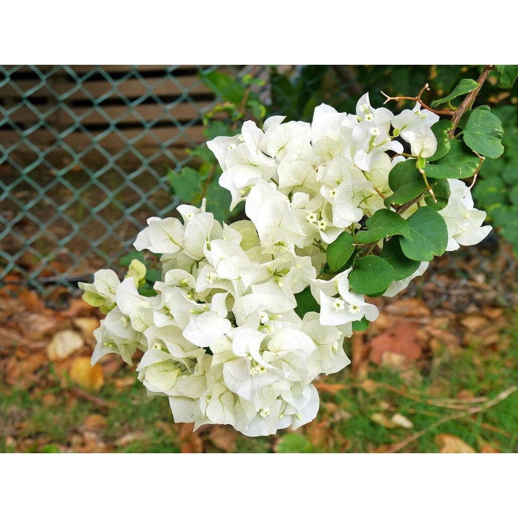 Hoa giấy màu trắng - chậu cây đang hoa, size cây nhỡ