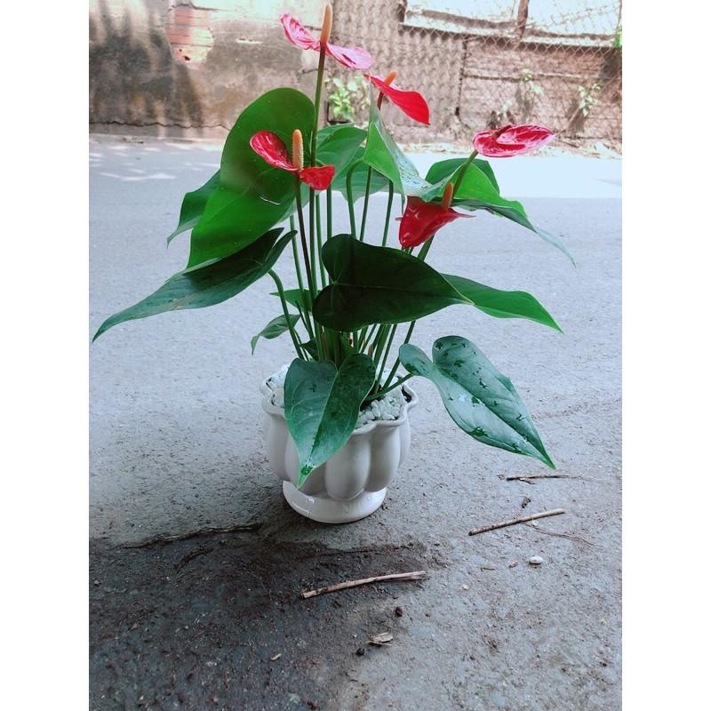 Cây Hồng Môn Kèm Chậu Sứ