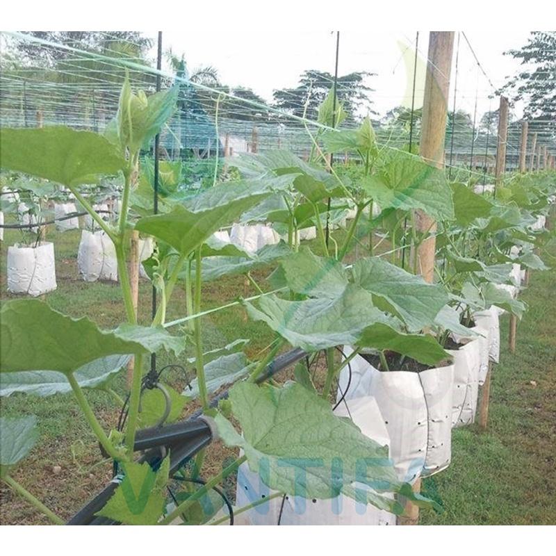 Túi PE Trồng Cây, Chậu PE Trồng Dưa lưới, Dưa Leo, Cà Chua, Rau, Hoa,... bền tiện lợi | bán theo kg.