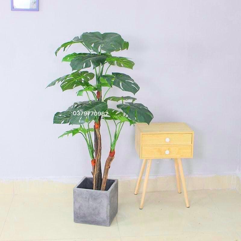 Cây lá rùa - 130cm 4 nhánh. Trang trí nhà cửa, văn phòng, hàng quán, nội thất, mang ý nghĩa phong thủy