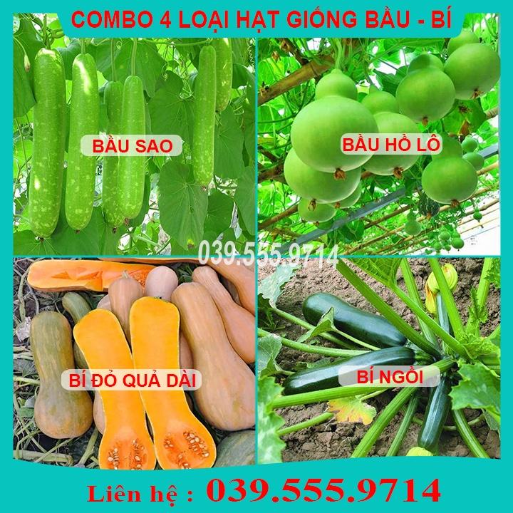 Combo 4 Loại Hạt Giống Bầu Bí - GIỐNG CỰC CHUẨN