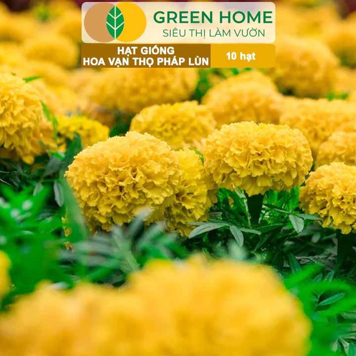 Hạt Giống Hoa Vạn Thọ Pháp Lùn F1 Vàng Chanh GreenHome, Gói 10 hạt, Dễ Trồng Quanh Năm, Trồng Chậu H19