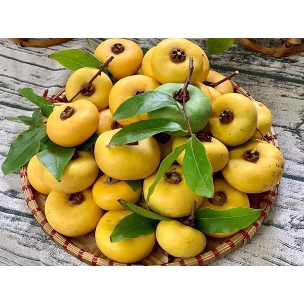 Cây Giống Thị thơm lùn