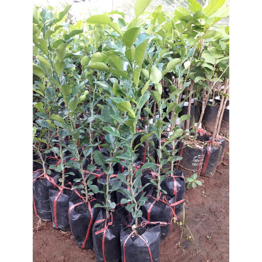 Cây GIỐNG CHANH Chúc hay chanh thái CÂY KHỎE DỄ TRỒNG SINH TRƯỞNG TỐT.