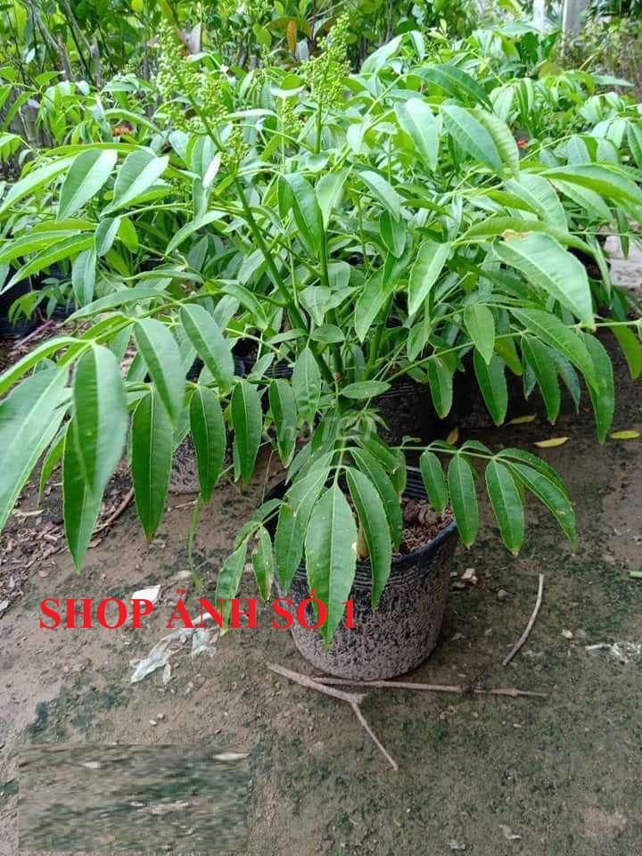 Cây CÓC THÁI ghép, CÂY LỚN nguyên bầu, cây mập to khỏe, siêu sai quả, quả giòn, cam kết chất lượng