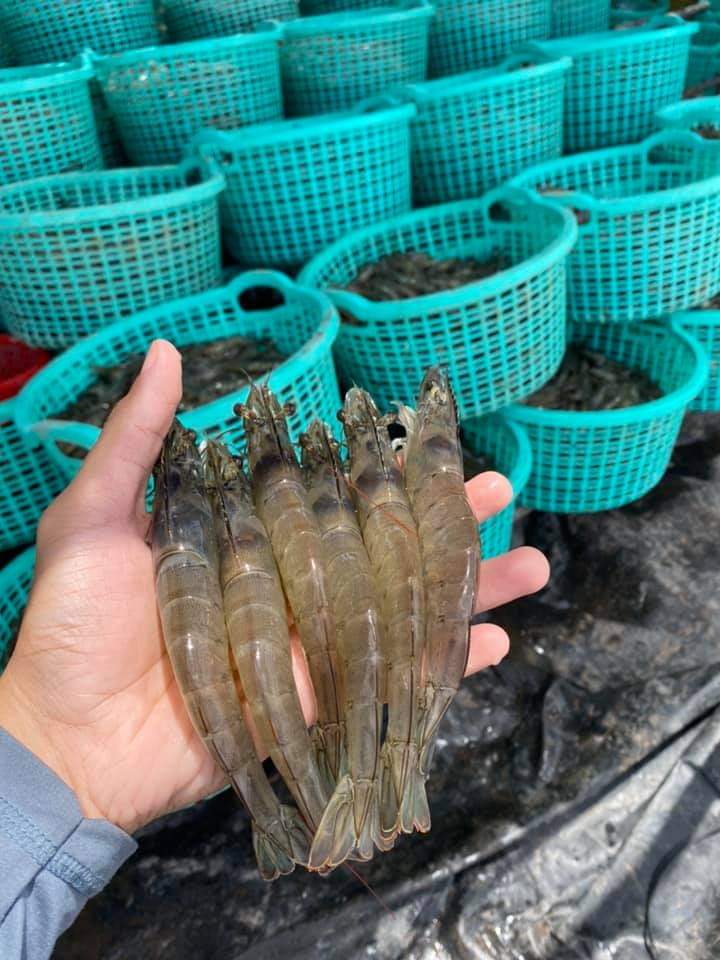Chế Phẩm Vi Sinh Xử Lý Phèn Trong Ao Nuôi Tôm Cá BIO-TCXH can 5 lít