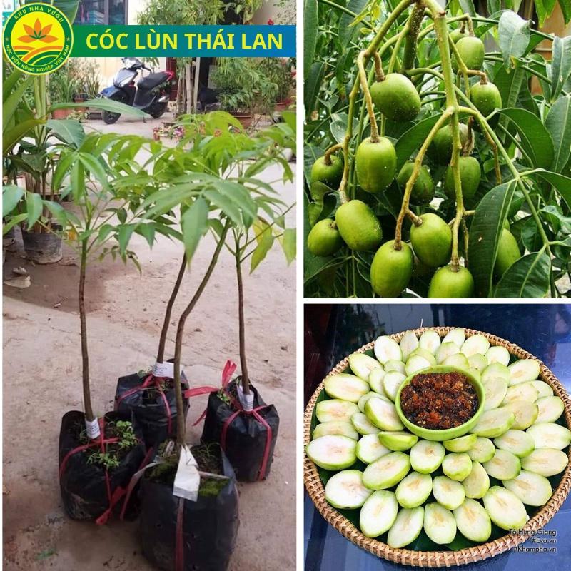Cây giống cóc lùn Thái, cây dáng lùn cho trái sớm, năng suất cao, quả to, thơm hơn giống cóc ta