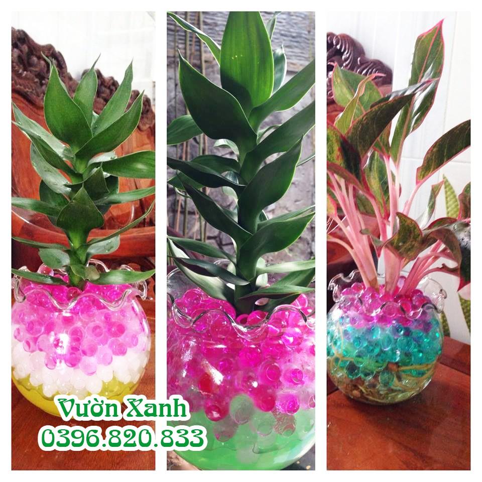 Hạt nở cây trồng nhiều màu 100gr trang trí văn phòng, dinh dưỡng cho cây thủy sinh