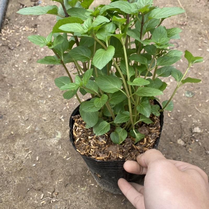 Cây bạc hà chocomint trồng bầu đen