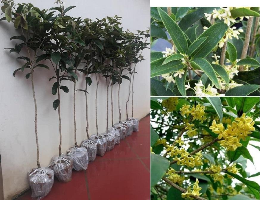 Cây mộc hương, giống Cây mộc hương ta cây lớn, hoa sai cực thơm