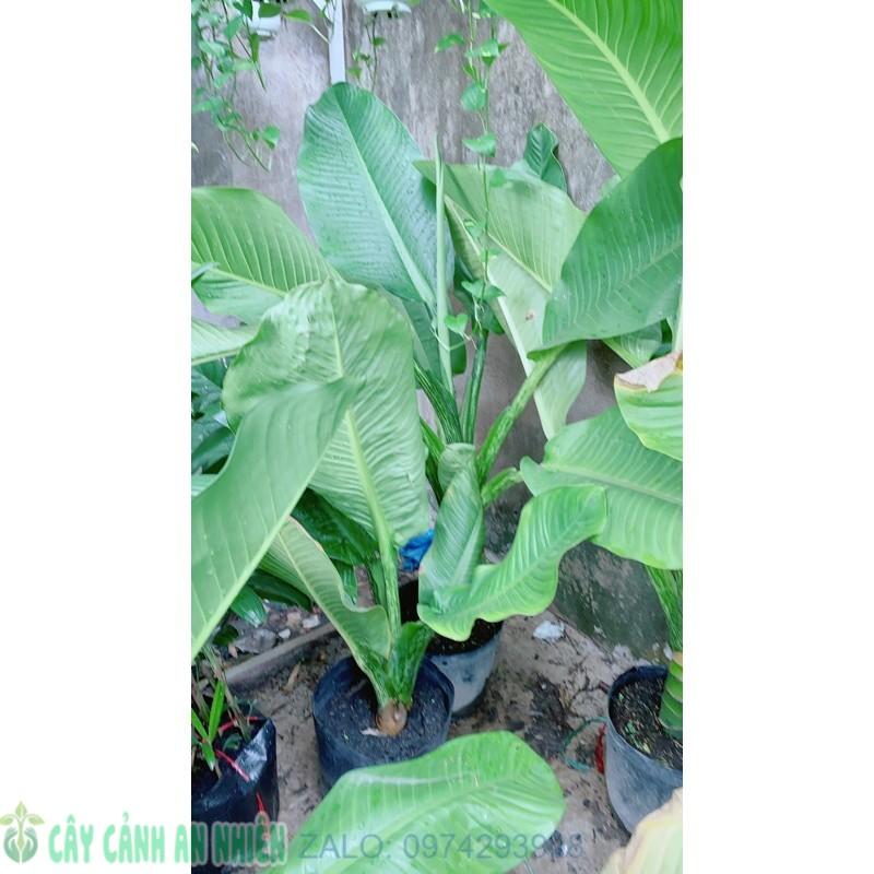 Đại Phú Gia Size Đại