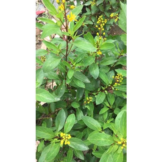 Chậu hoa kim đồng, hoa vàng siêu đẹp, chậu lớn