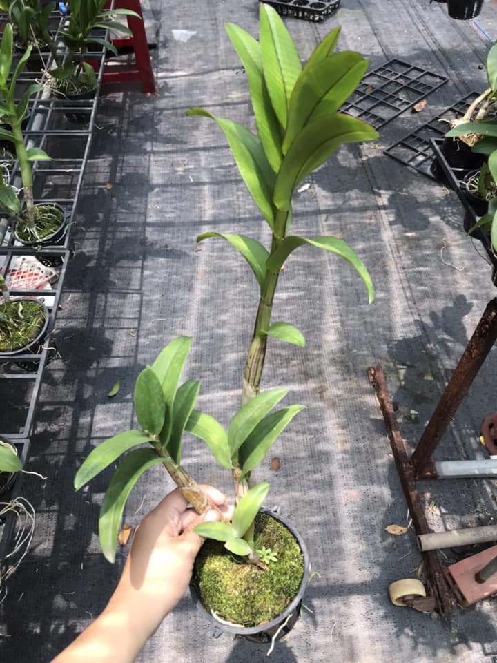 CÂY HOA LAN  Denro TÍM HUẾ